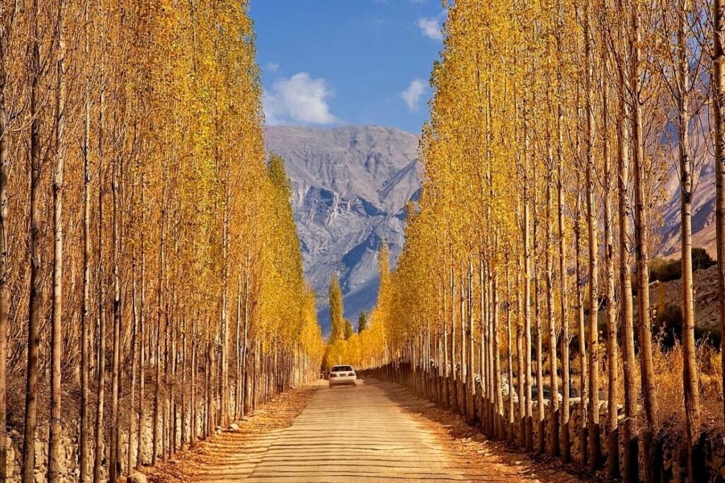 Eucalyptus Trees in Autumn in Khuwari Ghanche