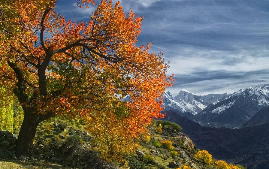 Autumn Trees in Hunza