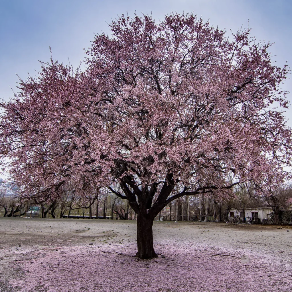 Apricot Tree in Spring Blossom