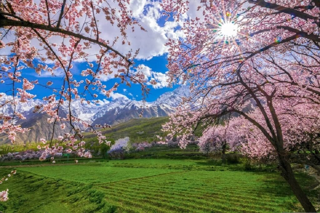 Famous Chunda Valley Blossom in Skardu