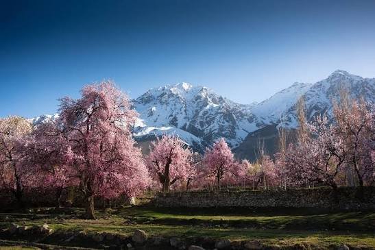 Apricot Blossom with a snowy mountain