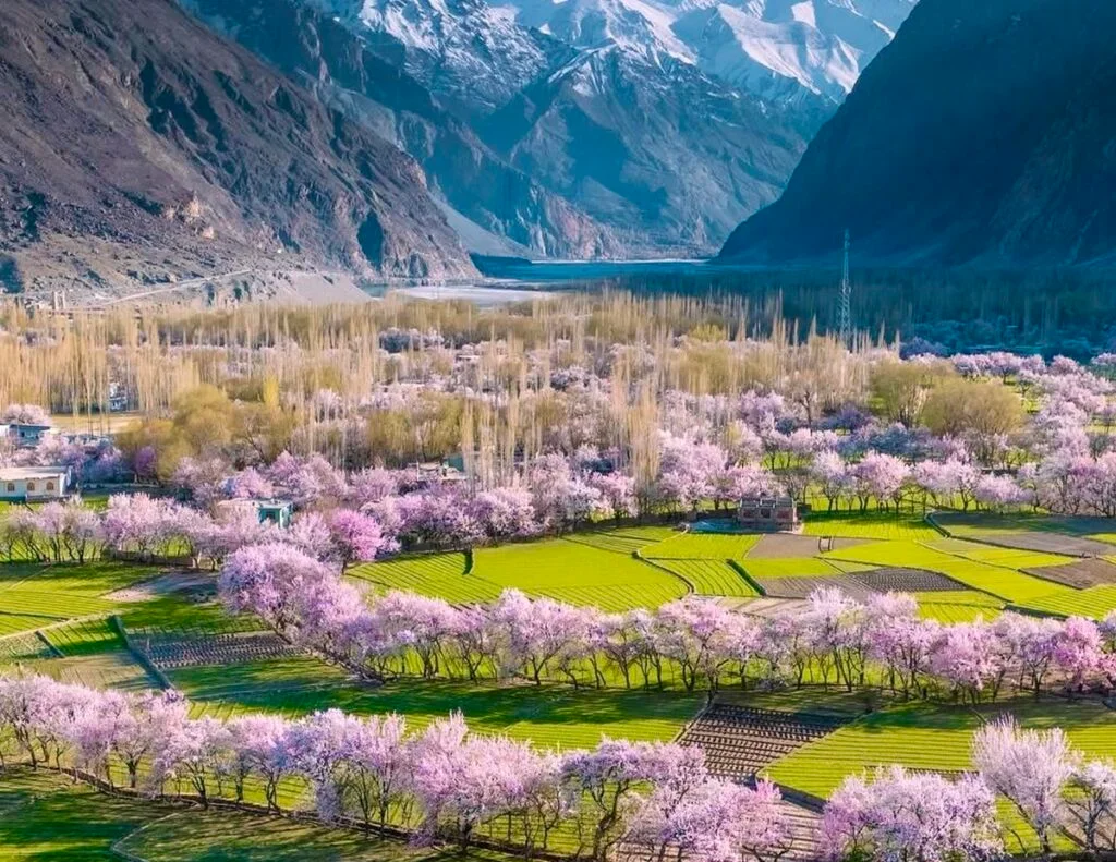 Apricot Blossom in Chunda Valley