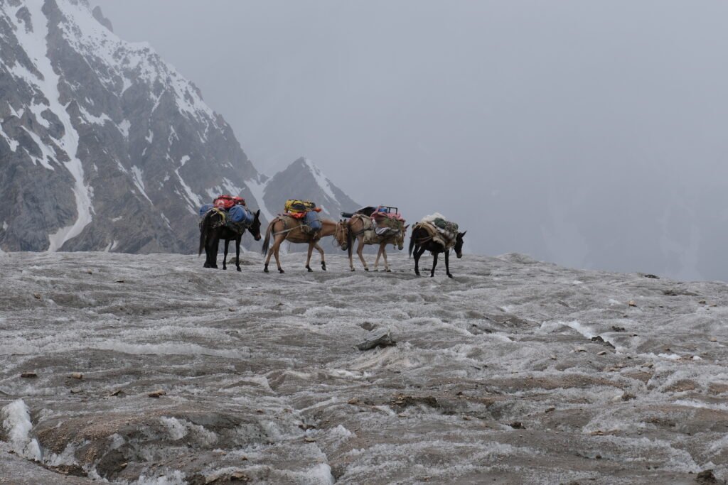 Climbing Equipments on Animals on Trek