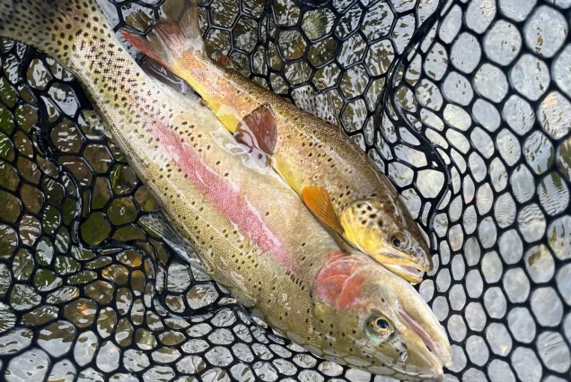 Trout fish in skardu